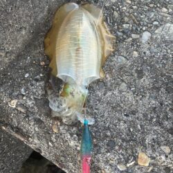 イカバラしまくり