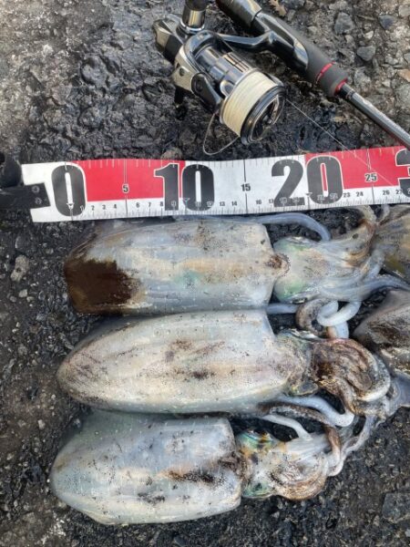 2026 佐渡ヶ島エギング Vol.23【…