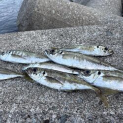 今日もアジ釣り