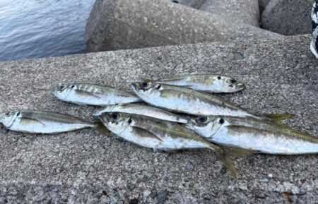 今日もアジ釣り