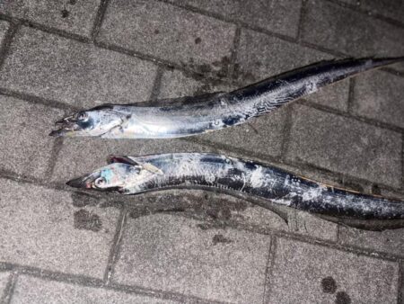帰ってきてくれました