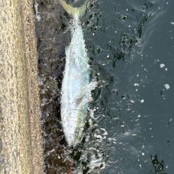 ブリとサワラ