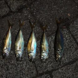 小アジ混じりにサバ