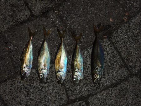 小アジ混じりにサバ