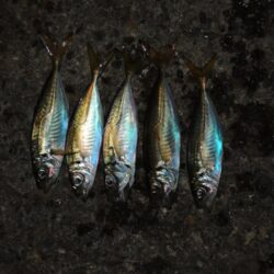 アジよりバリコ