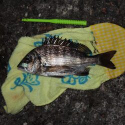 アジとサバ半々