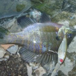 10月の淡水魚釣行