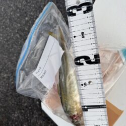 鳥を取って、魚を釣って行くゥ5th