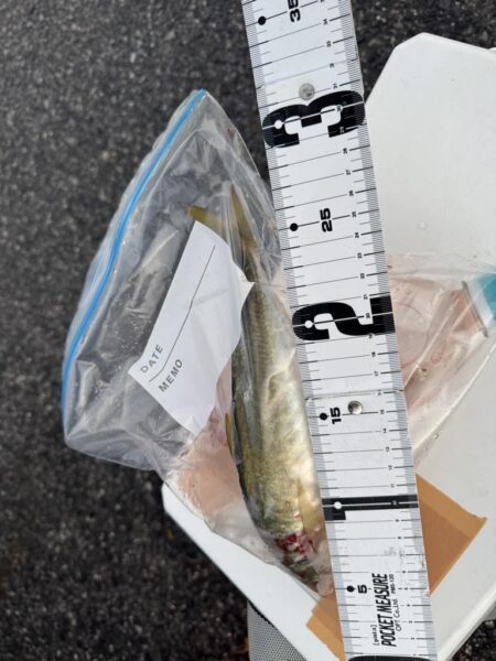 鳥を取って、魚を釣って行くゥ5th
