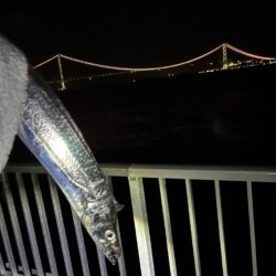 手前に大サバ、奥にタチウオ