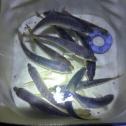 釣れました