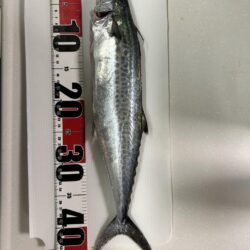 ムコイチ釣行