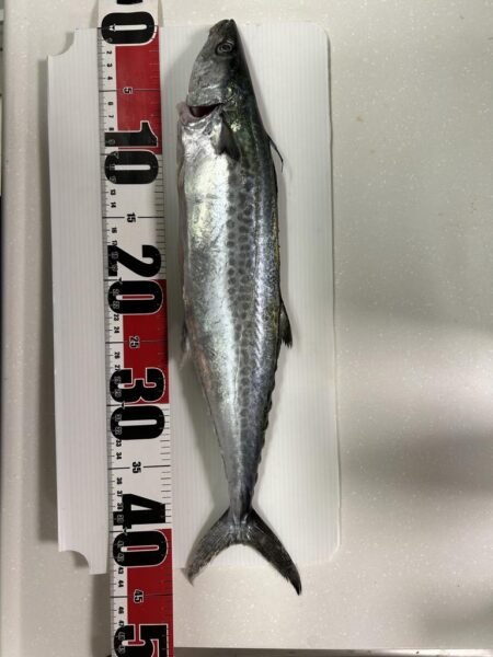 ムコイチ釣行