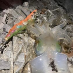 ゴロタ浜でエギング
