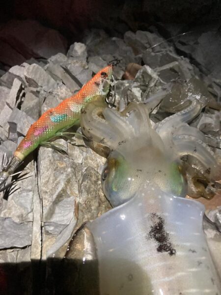 ゴロタ浜でエギング