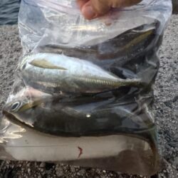 鳥を取って、魚を釣って行くｩ 6th