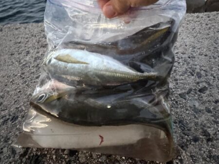 鳥を取って、魚を釣って行くｩ 6th