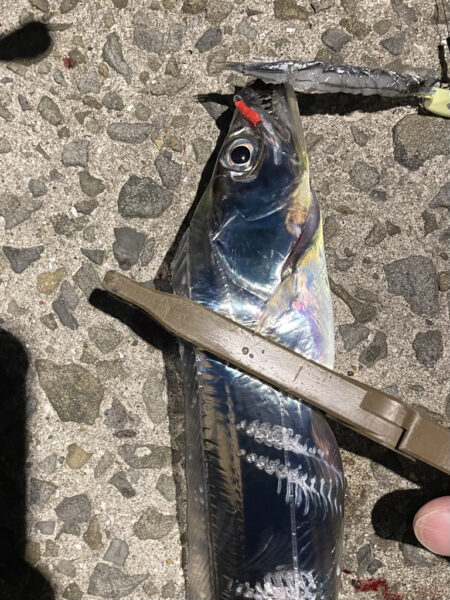 短時間　時合❓