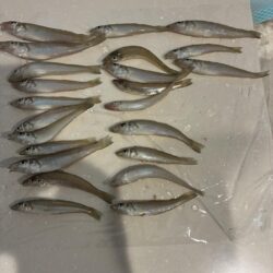 キス釣り