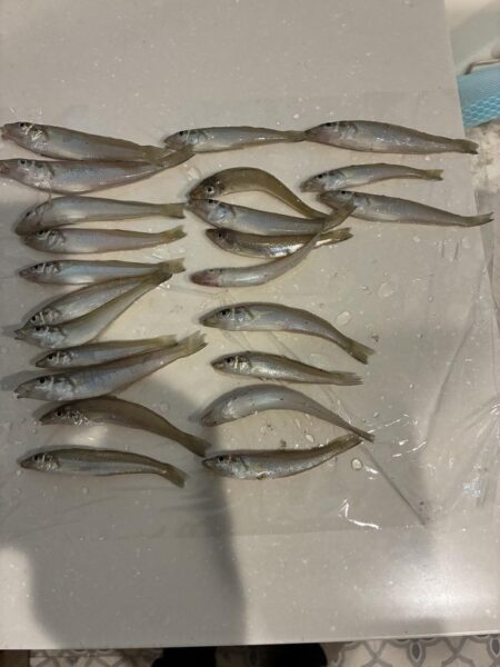 キス釣り