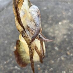 久しぶりのデイエギング
