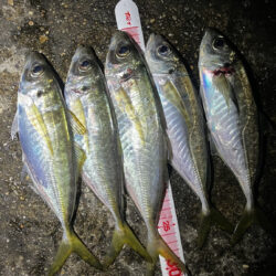 短時間釣行