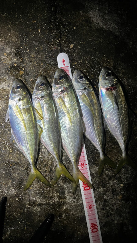 短時間釣行