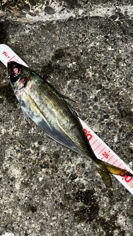 毎回同じ時合い