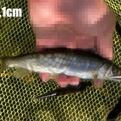 ランガンで引き当てた20cm超！タフコンアユイング (北茨城市)