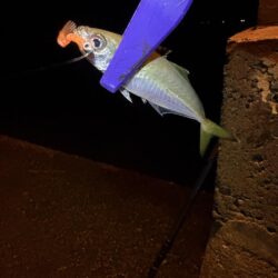 久々のアジング釣査
