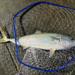 釣れました^_^