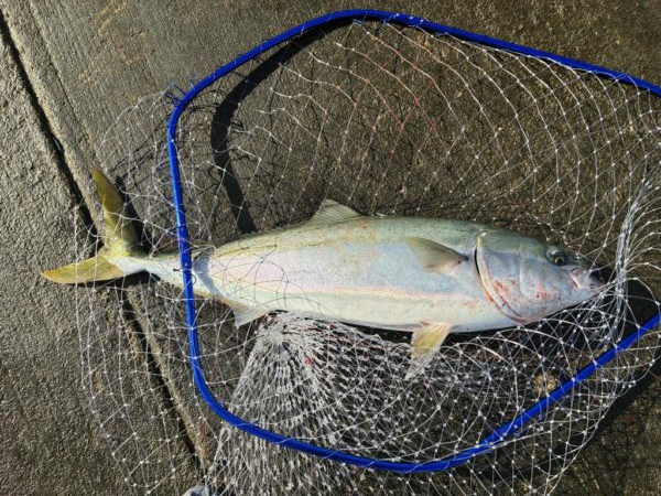 釣れました^_^