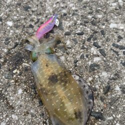 鳥を取って、イカを釣って行くｩ 7th