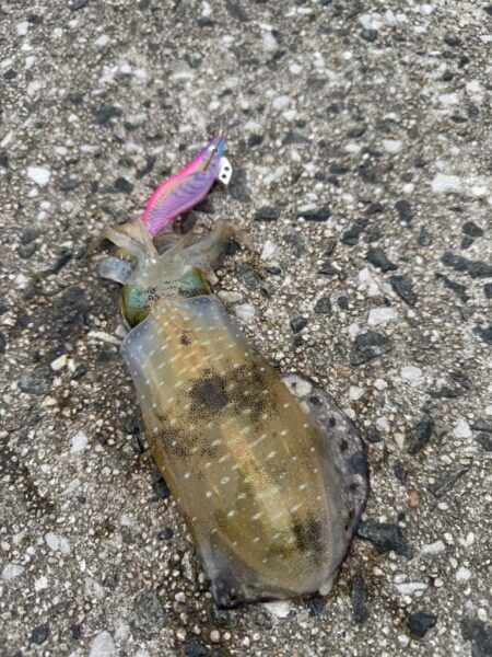 鳥を取って、イカを釣って行くｩ 7th