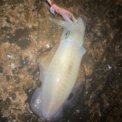 深夜エギング