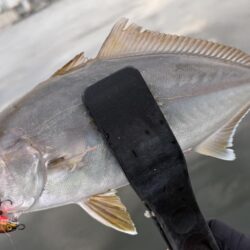 初魚種