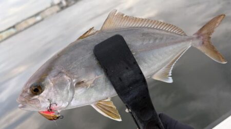 初魚種