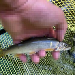 強風の連休最終日、アユイングで良型ラッシュ！(北茨城市)