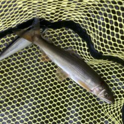 寒冷前線通過！タフコンアユイング (北茨城市)