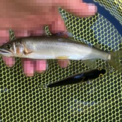 アユイング終盤戦は絶好調スタート！(北茨城市)