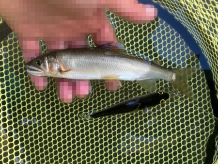 アユイング終盤戦は絶好調スタート！(北茨城市)