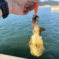 タチウオのはずが