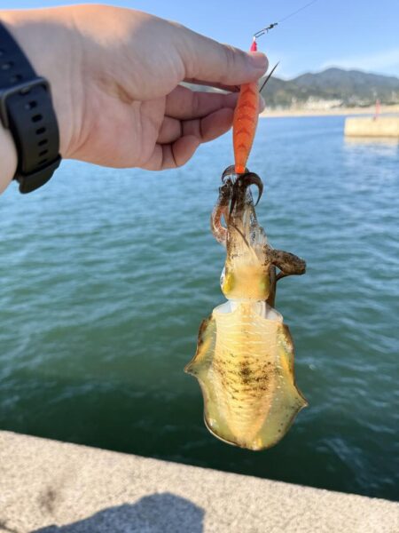 タチウオのはずが
