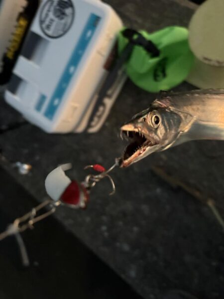 初タチウオ他