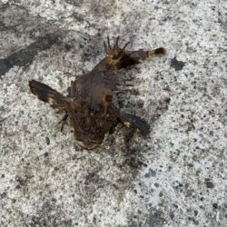 根魚