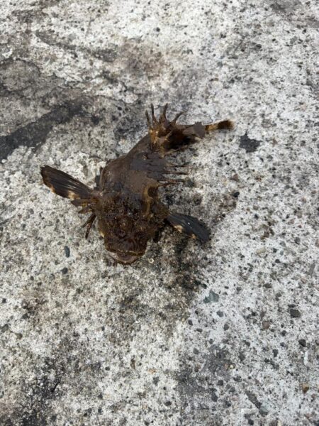根魚