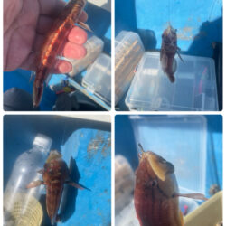 相模湾　カワハギ今シーズン初釣行