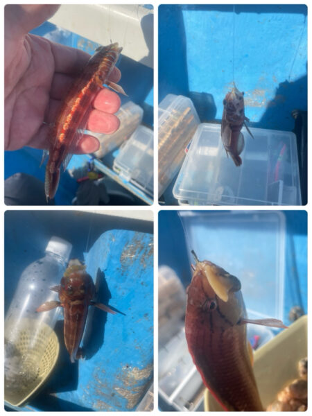 相模湾　カワハギ今シーズン初釣行
