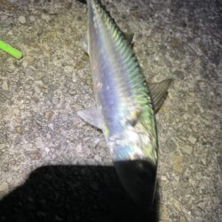 2年ぶり?3年ぶり?の