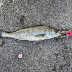 雨が降る前にエビ撒きでセイゴ釣れました